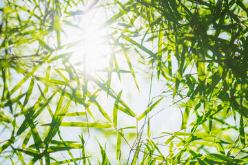 green leaf bamboo background with sunshine