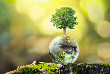 glass globe ball with tree growing and green nature blur background. eco earth day concept