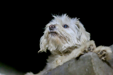Furry white puppy with a concentrated look, next to space to enter text or message