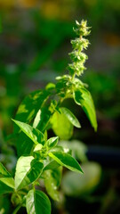 Lemon basil, hoary basil or Thai lemon basil is a hybrid between basil (Ocimum basilicum) and American basil (Ocimum americanum).