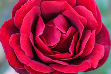 red rose closeup