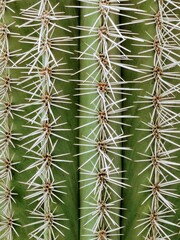 Background of a green cactus spikes