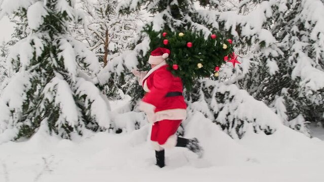 Funny Santa Claus hurries to holiday. Santa with Christmas tree runs in winter snowy forest to congratulate people. 