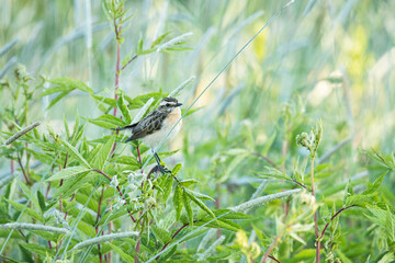 European songbird Whinchat, Saxicola rubetra perched on vegetation on a summer morning in Estonia