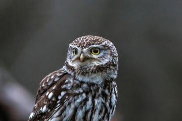 Steinkauz (Athene noctua)