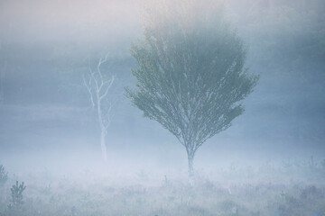 tree in dense fog
