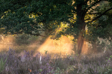 morning sunrays through oak tree and heather