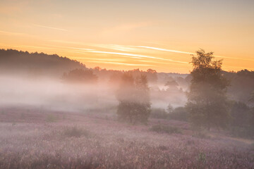 foggy sunrise over heathland