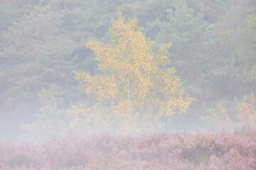 yellow birch tree on pink heather meadow