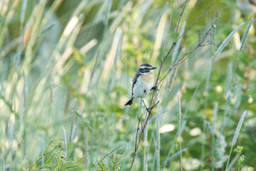 European songbird Whinchat, Saxicola rubetra perched on vegetation on a summer morning in Estonia