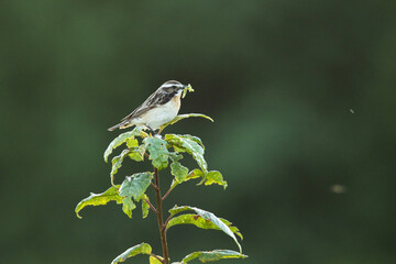 uropean songbird Whinchat, Saxicola rubetra perched on vegetation holding food between beak. Shot on a summer morning in Estonia, Northern Europe.