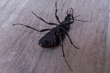 beetle on a black background