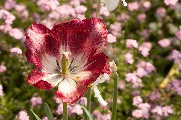 Fototapeta premium White triumph tulip flowers in spring