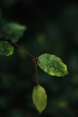 leaf in the rain