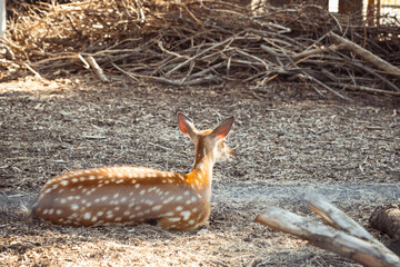 Cute spotted deer at the zoo during warm sunset. Close up.