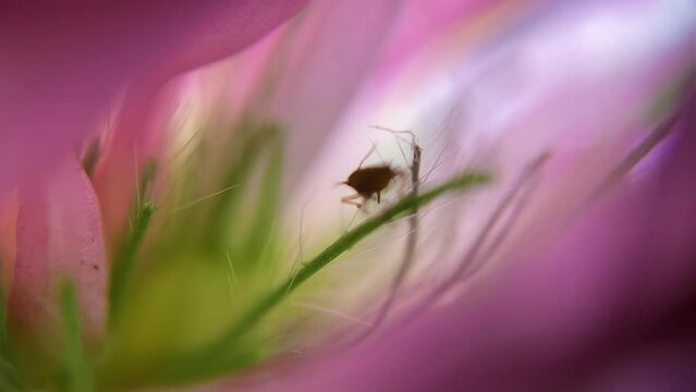 Macro shooting of a small insect in a flower. Nature under the microscope