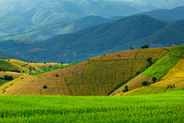 Fototapeta premium Rice Field in Pa Pong Pieng , Mae Chaem, Chiang Mai, Thailand