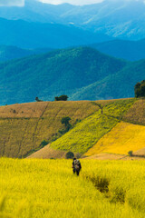 people traveler walk on terraced rice fields at Chiang Mai, Thailand.