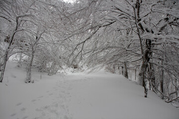 snowy mountain forest in the park of Matese Italy