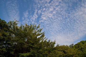林の上空に巻積雲（うろこ雲）が放射状に広がっている風景
