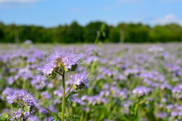purple flower isolated with meadow and forest on background