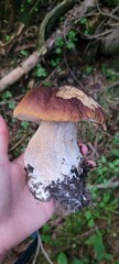 Edible mushroom. How to recognize boletus