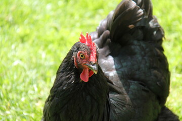 A Black and Red Egg Laying Australorp Farm Chicken.