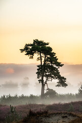 Lonely tree at sunrise in the fog