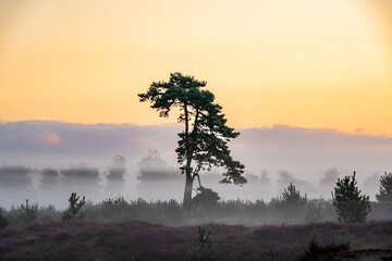 Lonely tree at sunrise in the fog