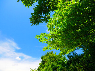 日本、夏、青空に映える木々