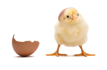Little chick with egg shell isolated on white background