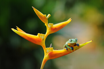tree frog in the leaf
