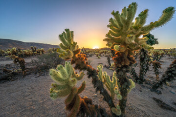 beautiful sunset at cholla cactus garden in joshua tree national park, usa