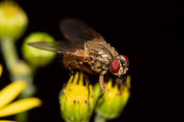 fly on leaf