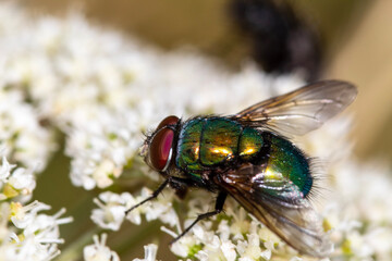 fly on leaf