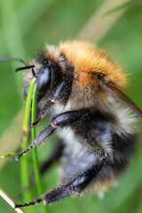 bee on a flower