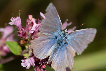 butterfly on flower