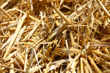 Dry straw in a bale.