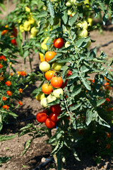 Tomato fruits on the plant.