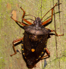 brown beetle