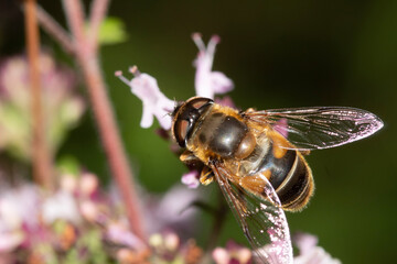 bee on a flower
