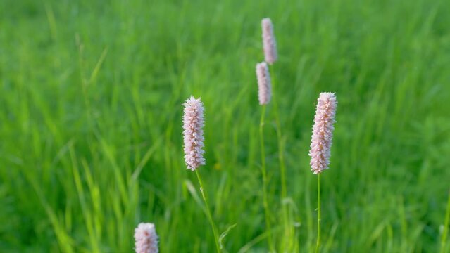 European bistort or meadow bistort, is a species of flowering plant in the dock family polygonaceae. Europe. Pan.