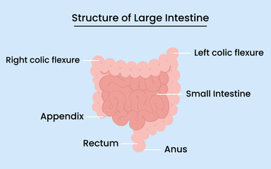 Diagram showing anatomy of human larger intestine isolated on white background. Vector illustration.