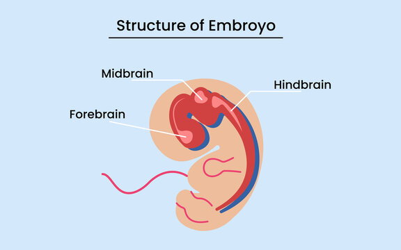 Diagram showing anatomy of human embryo isolated on white background. Vector illustration.