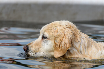 Golden Retriever dog swimming 