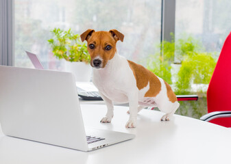 dog with a laptop in the office.portrait of a jack russell terrier in the office with a laptop.the dog uses a laptop on the table with different emotion.