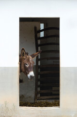 Brauner Esel schaut aus seinem Stall heraus