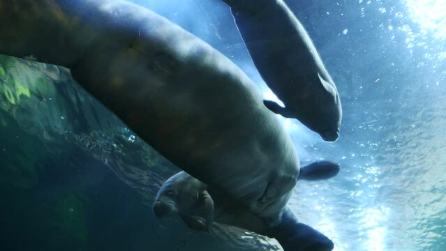 Familia de manat&iacute;es buceando juntos.