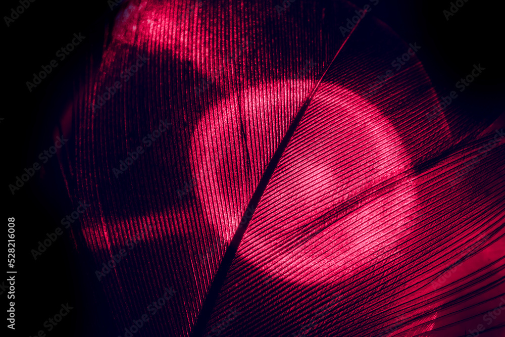 Poster Close up Bird feather red colored  light. Beautiful background pattern texture for design. Macro photography view.