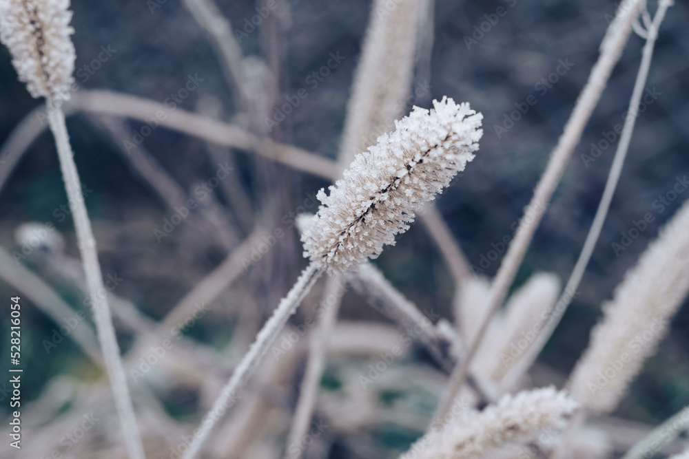 Leinwandbilder close up frozen wild grass of a wild greater. nature background pattern texture for design.